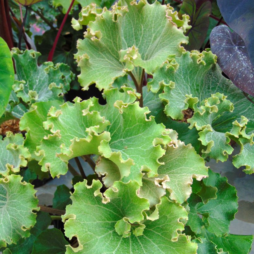 Farfugium japonicum Crispata (Fogliame)