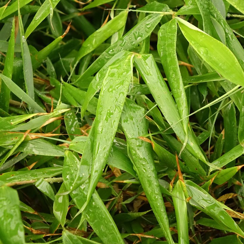 Fargesia robusta Formidable (Fogliame)