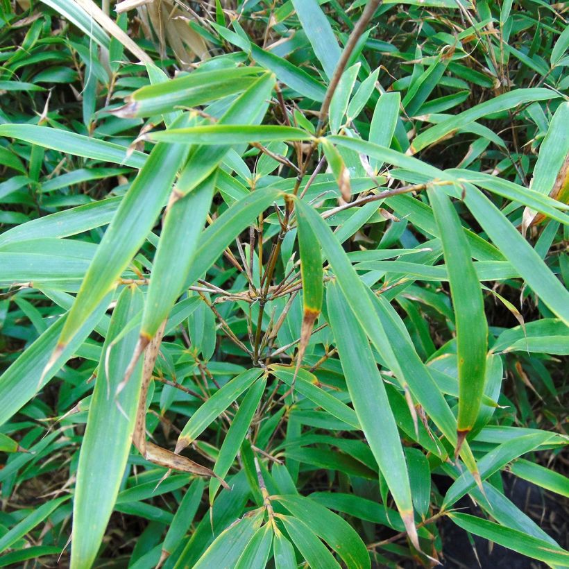 Fargesia robusta Wenchuan (Fogliame)