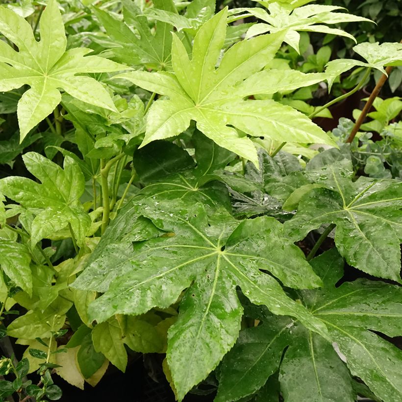 Fatsia japonica - Aralia giapponese (Fogliame)