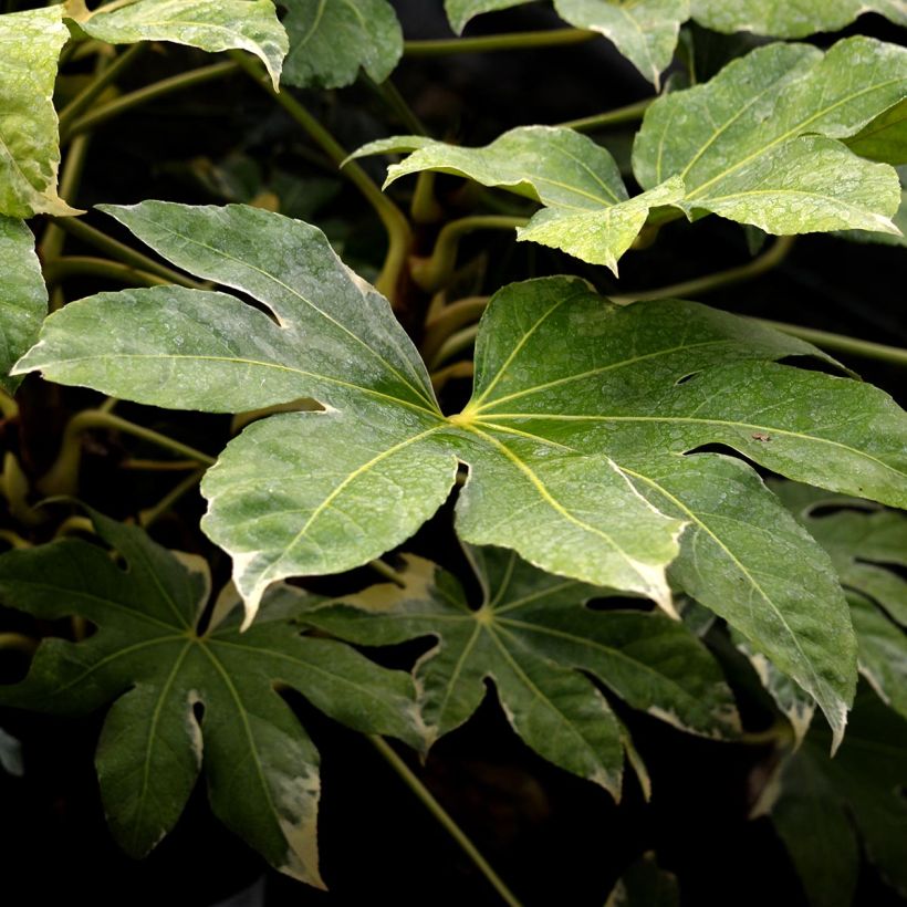 Fatsia japonica Variegata (Fogliame)