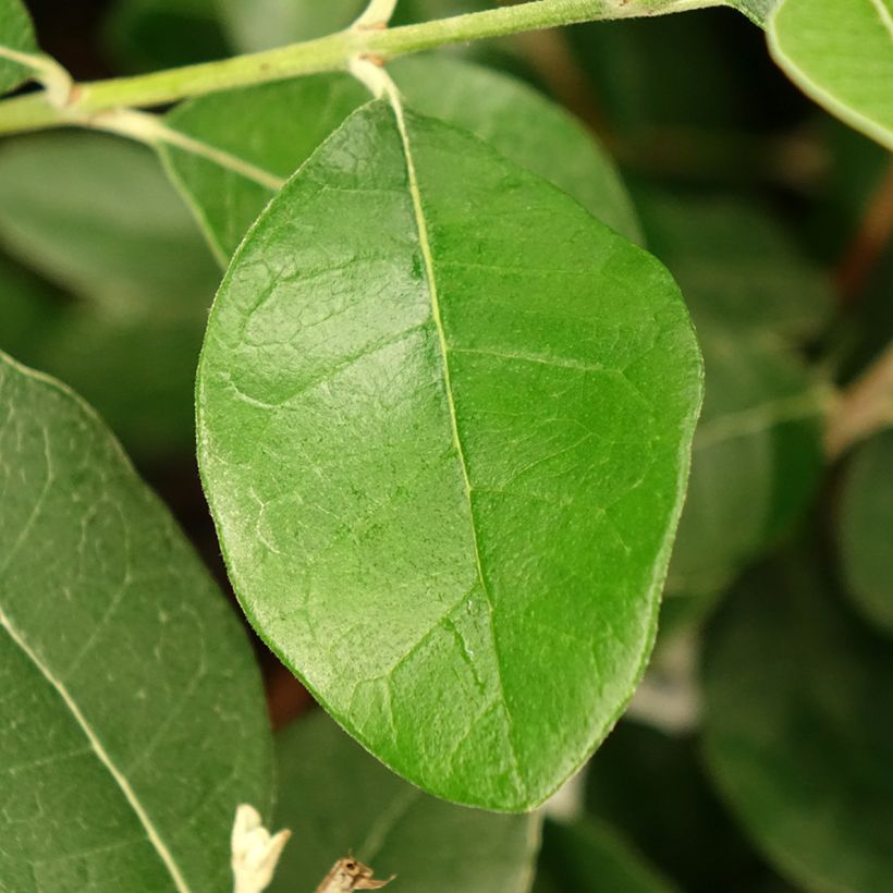 Feijoa Apollo (Fogliame)