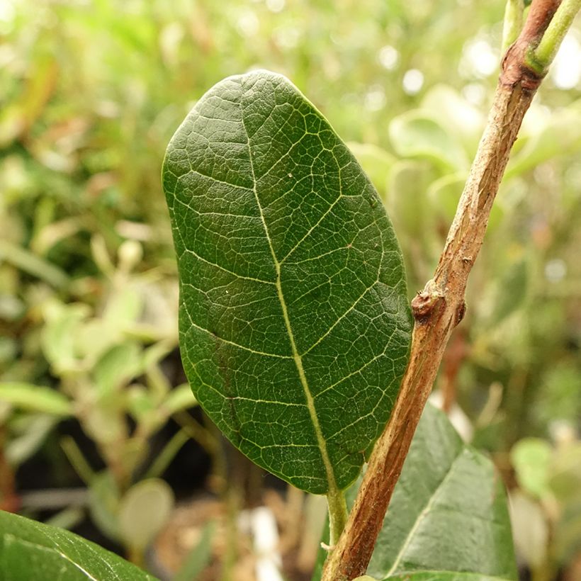 Acca sellowiana Mammouth - Feijoa (Fogliame)