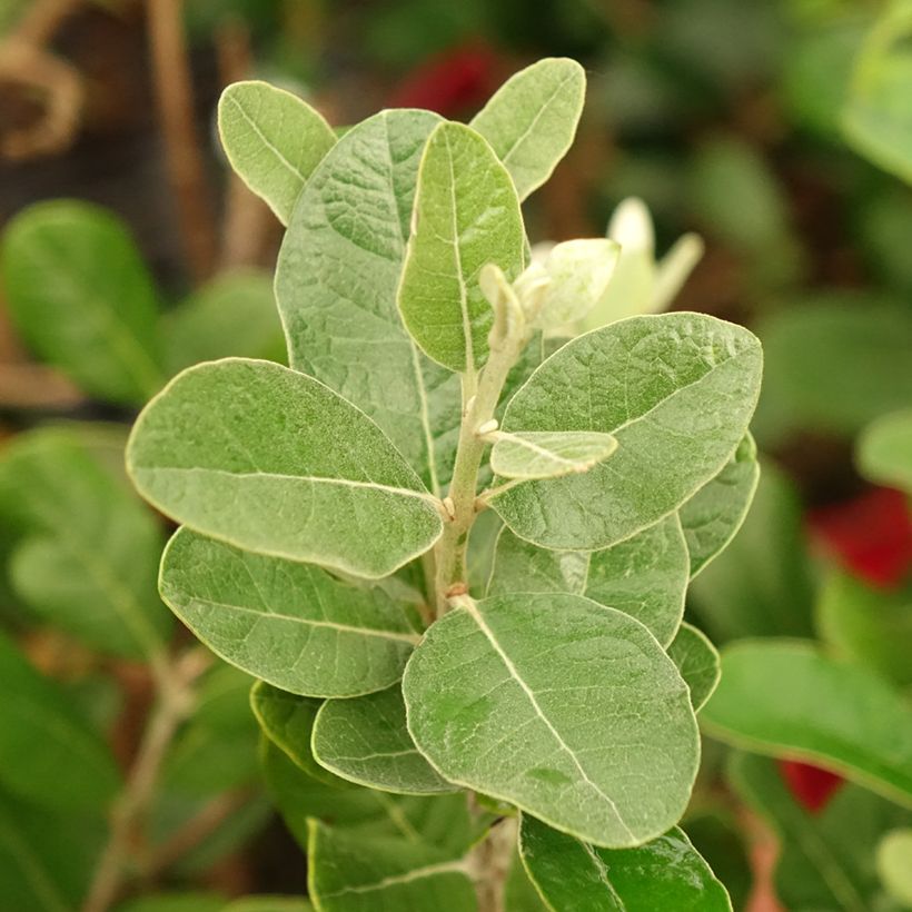 Feijoa Triumph (Fogliame)