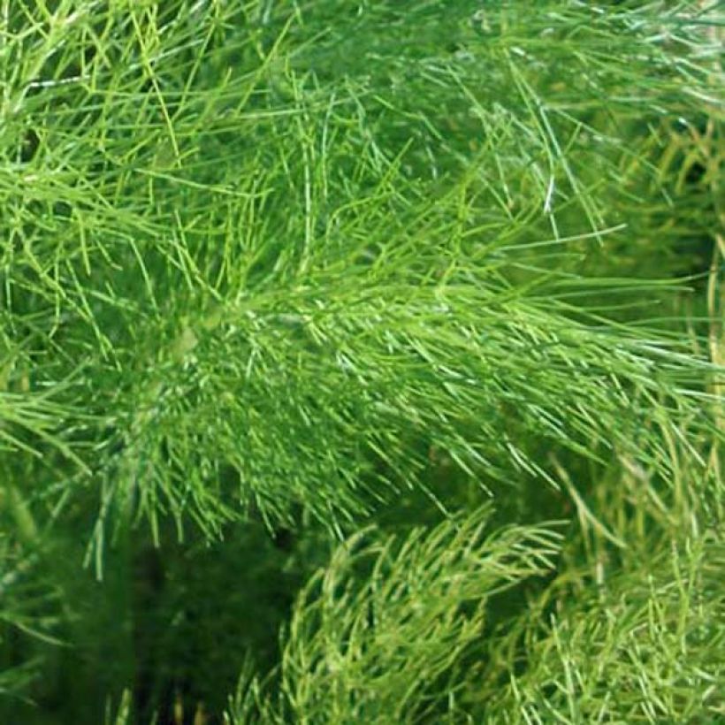 Foeniculum vulgare - Finocchio (Fogliame)