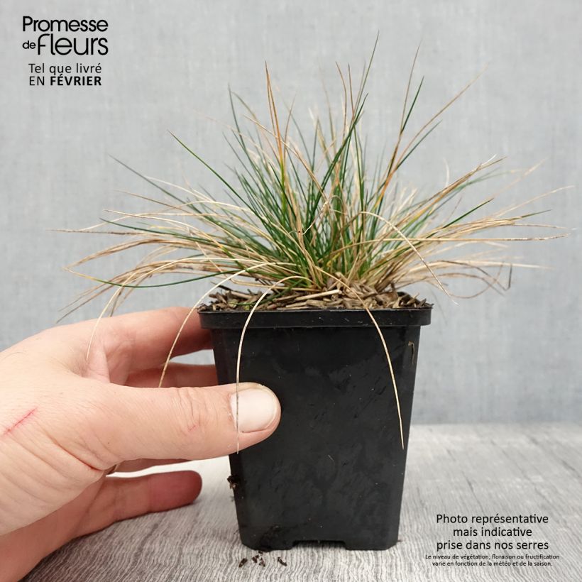 Festuca Sunrise - Fétuque Godet de 8/9 cm esemplare consegnato in inverno