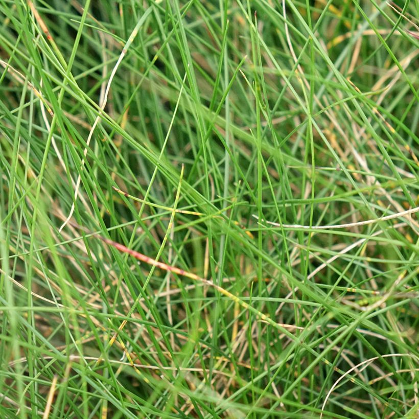 Festuca Sunrise (Fogliame)