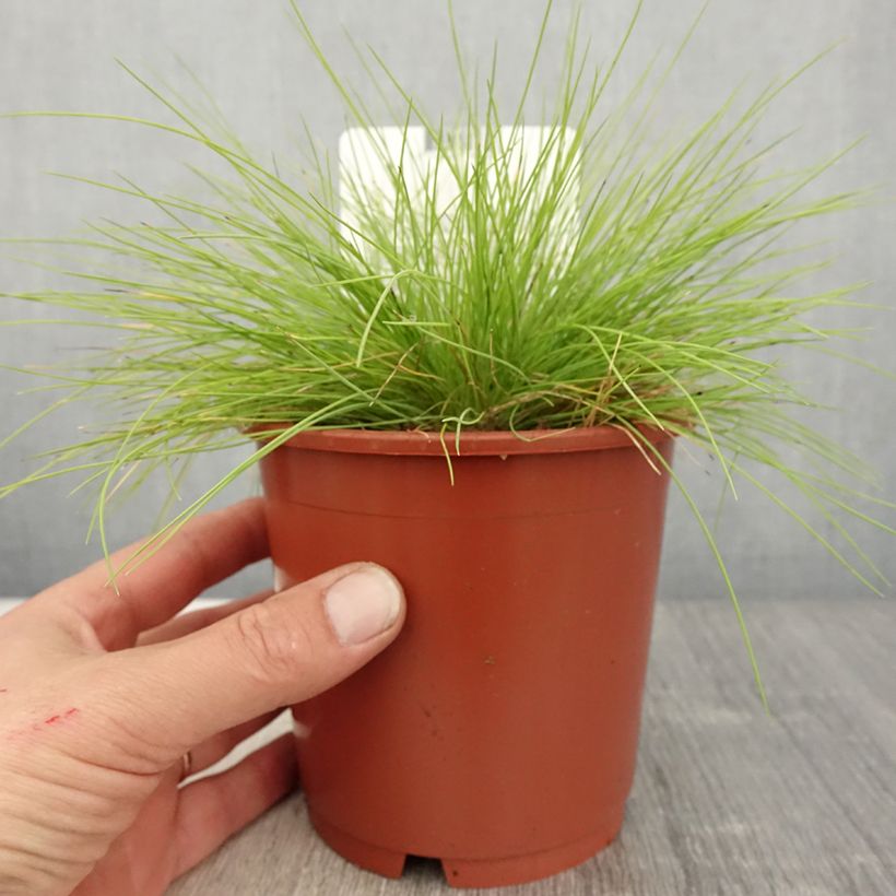 Fetuque, Festuca glauca Golden Toupee en pot de 1L/1.5L esemplare consegnato in primavera