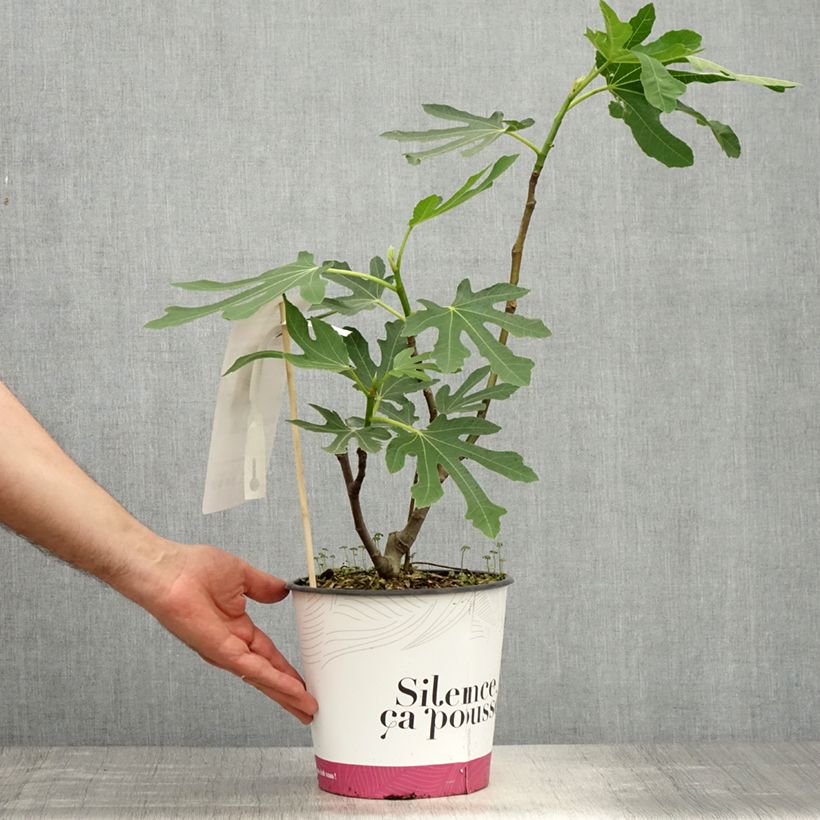 Figuier Bornholm's Diamant - Ficus carica - Pot de 4L/5L - 1009 esemplare consegnato in primavera