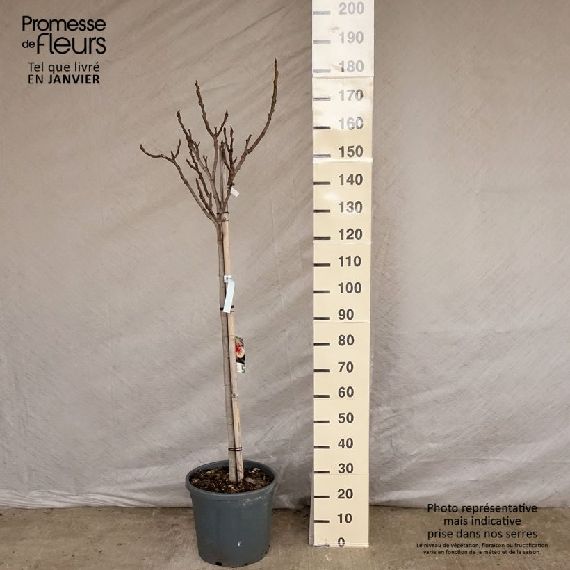 Figuier - Ficus carica De Marseille Pot de 18L/20L Demi tige esemplare consegnato in inverno