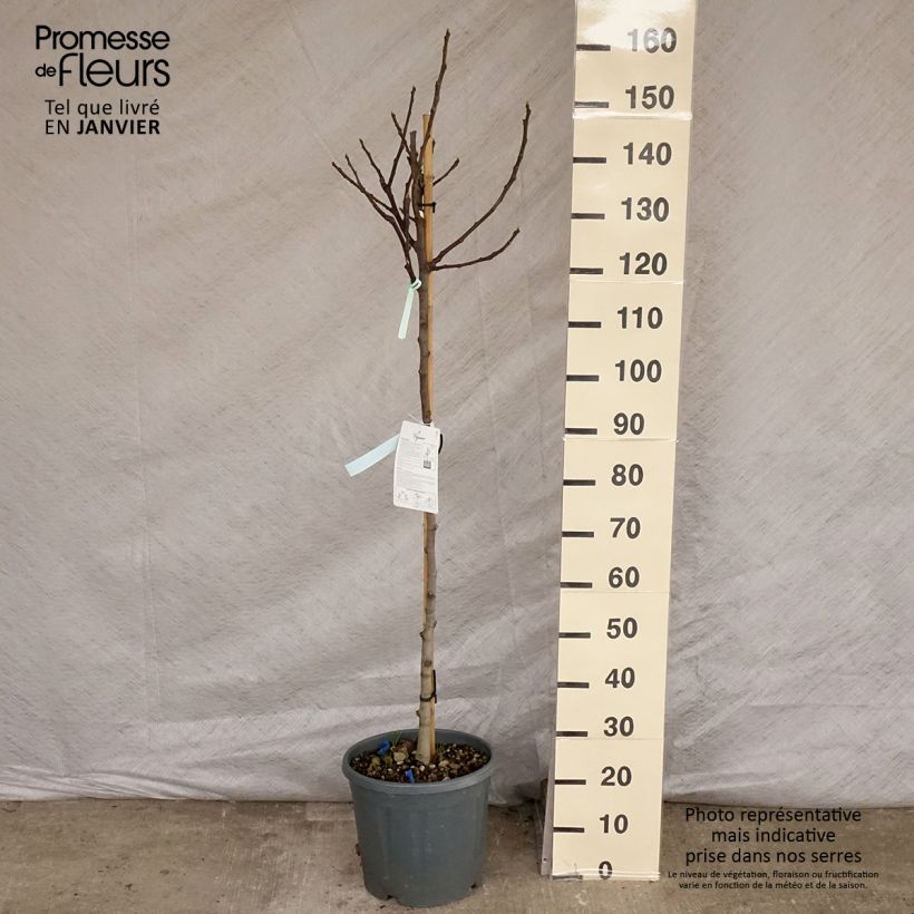 Figuier - Ficus carica Osborn Prolific Demi-tige en pot de 12l/15l esemplare consegnato in inverno