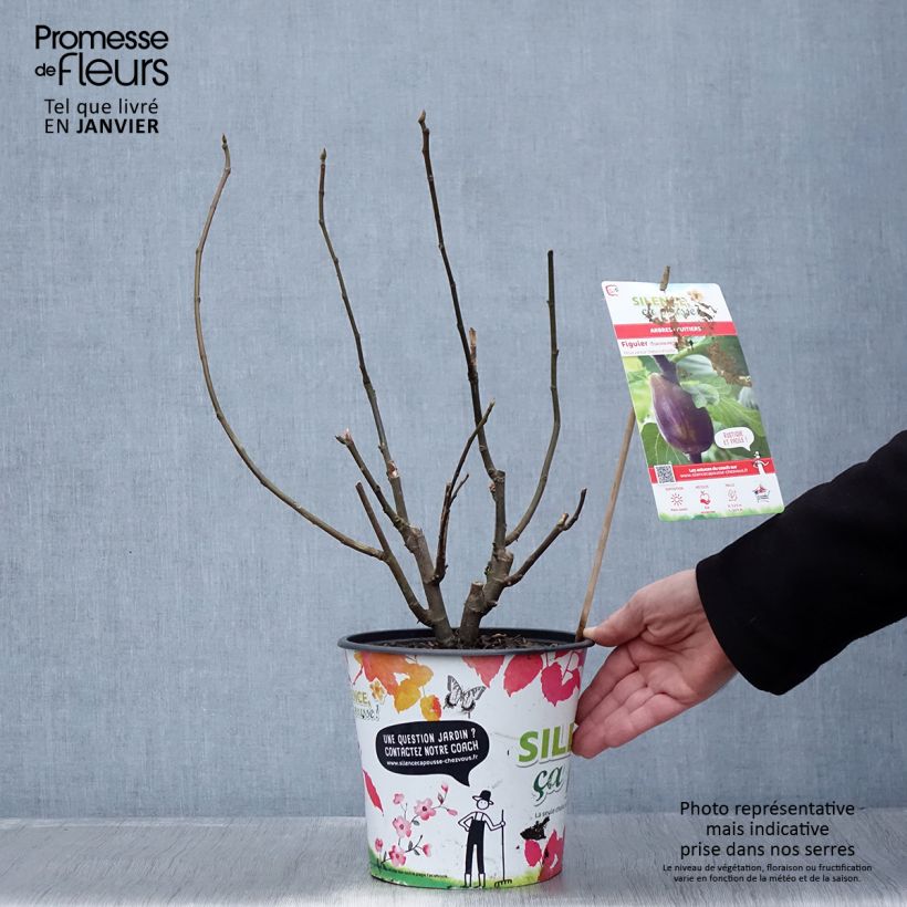 Figuier - Ficus carica Osborn's Prolific en pot de 4l/5l esemplare consegnato in inverno