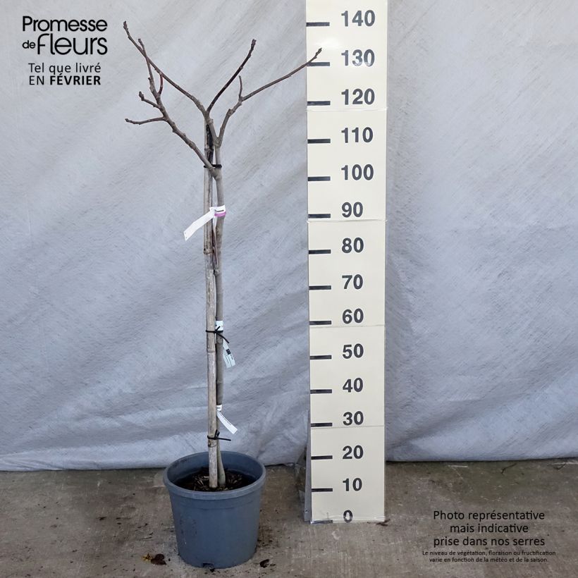 Figuier Madeleine des 2 saisons - pot de 7,5L Tigette 60 esemplare consegnato in inverno