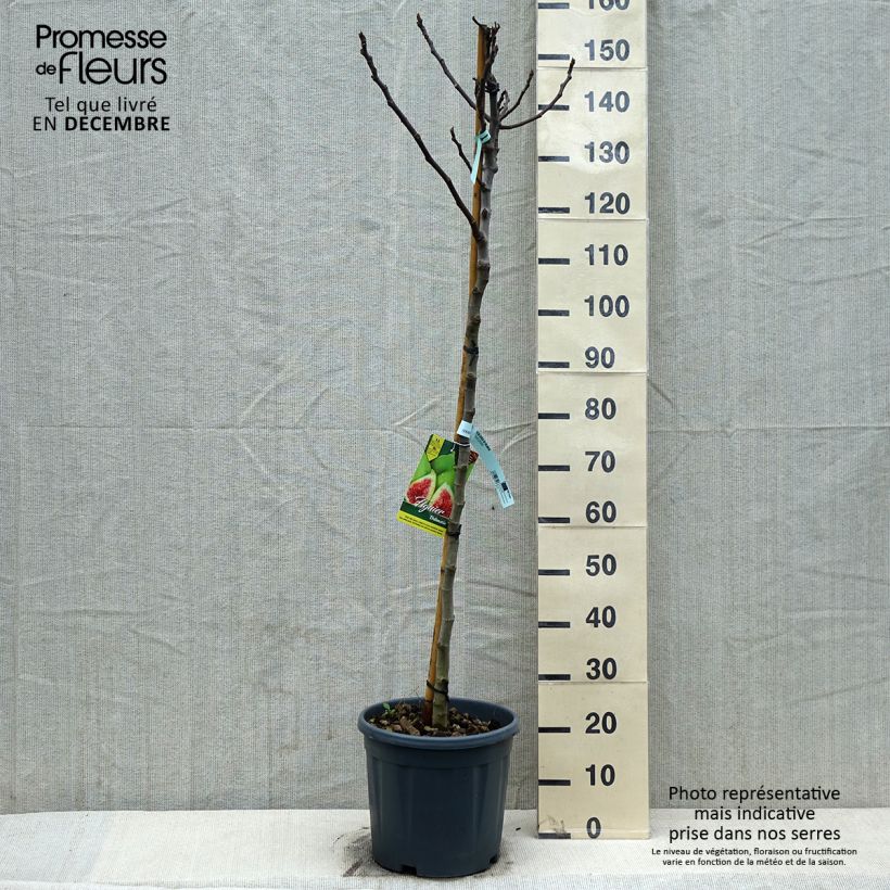 Figuier précoce de Dalmatie - Ficus carica en pot de 12L/15L Demi-tige esemplare consegnato in inverno