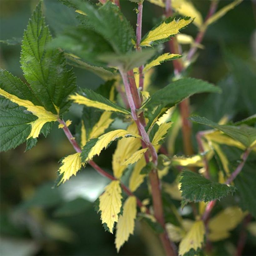 Filipendula ulmaria Variegata (Fogliame)