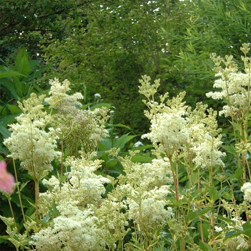 Filipendula ulmaria Variegata (Fioritura)