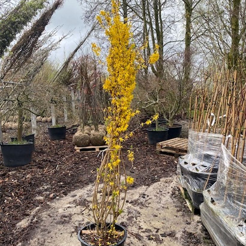 Forsythia intermedia Week-end - Mimosa de Paris - Pot de 50L/55L esemplare consegnato in primavera