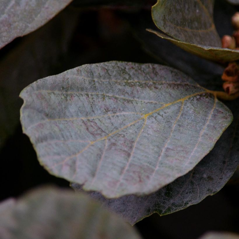 Fothergilla intermedia Blue Shadow (Fogliame)