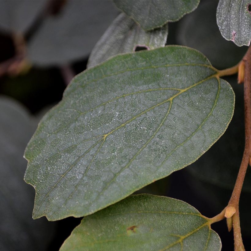 Fothergilla major (Fogliame)