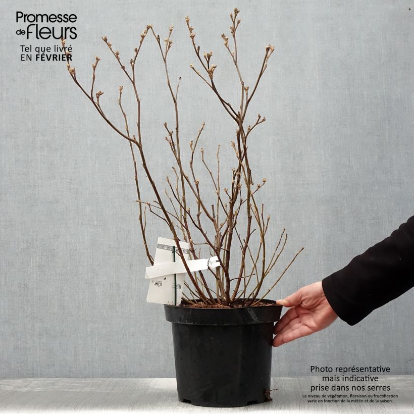 Fothergilla major - Grand Fothergilla en pot de 7,5L/10L esemplare consegnato in inverno