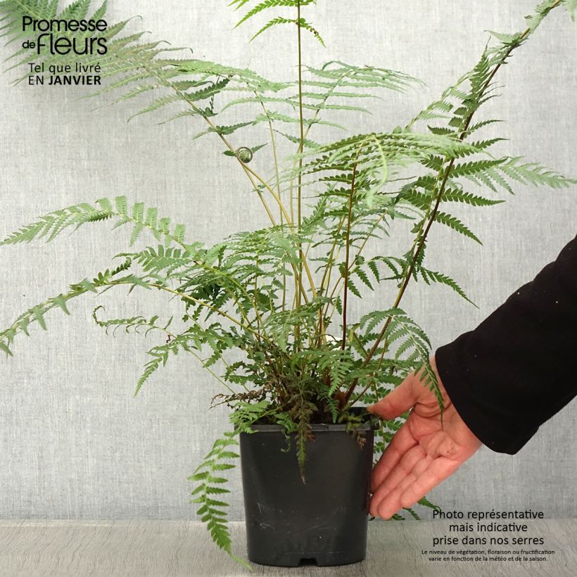 Fougère arborescente - Dicksonia antarctica - Pot de 2L/3L esemplare consegnato in inverno