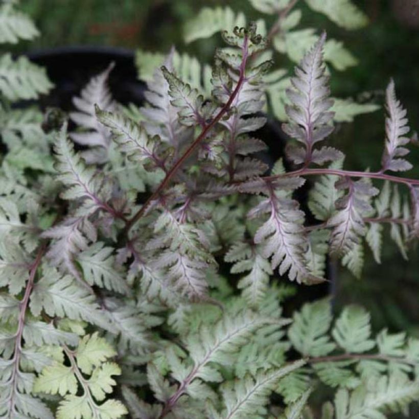 Athyrium niponicum var. pictum - Felce (Fogliame)