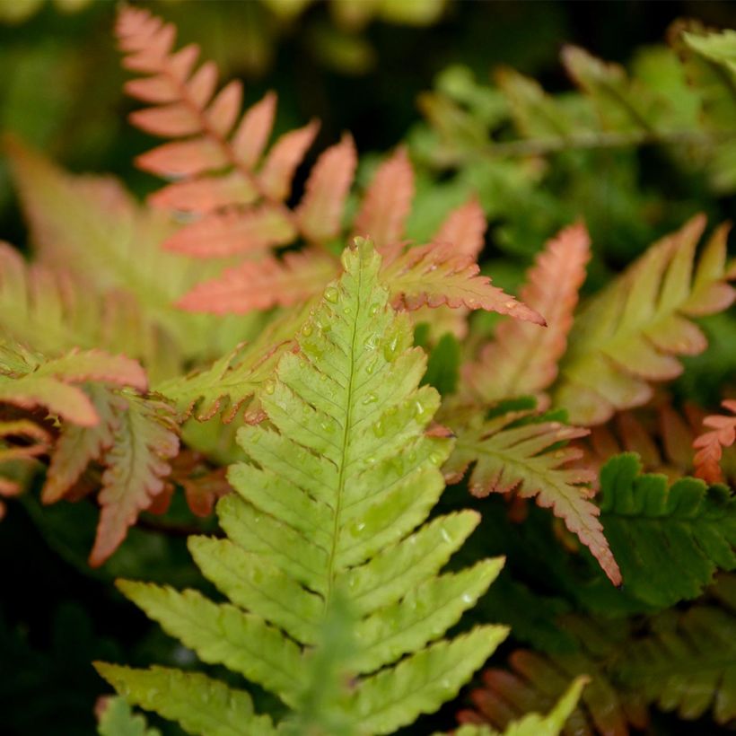 Dryopteris erythrosora (Fogliame)