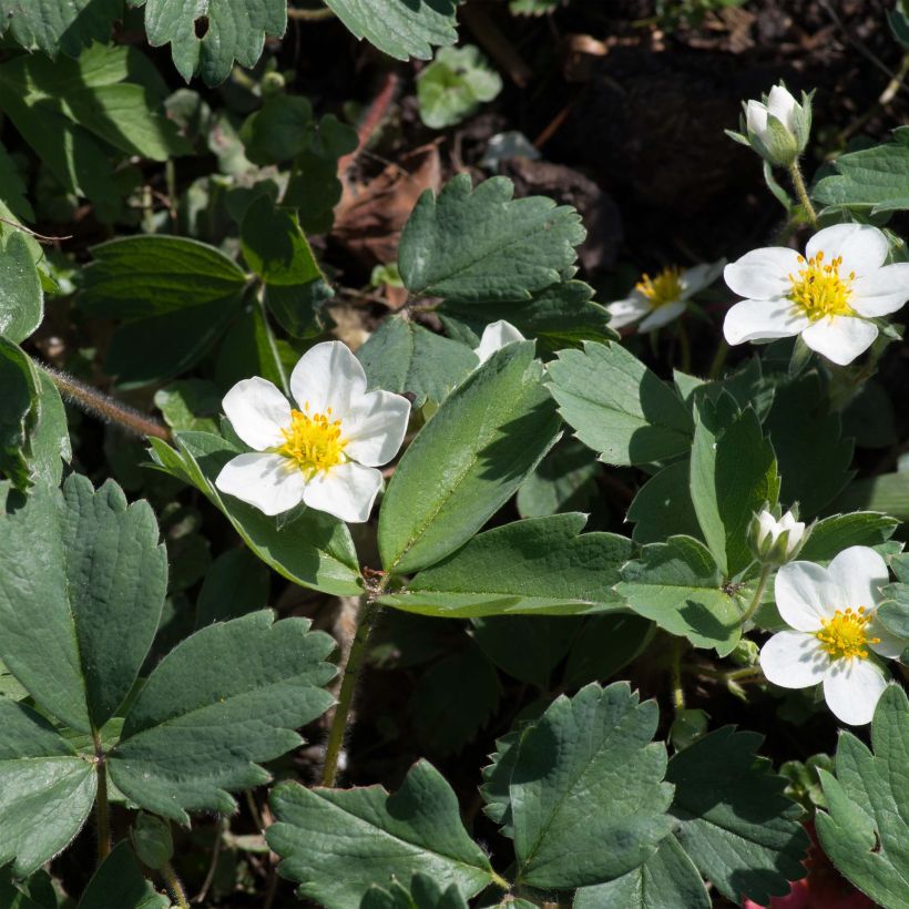 Fragola (Fioritura)