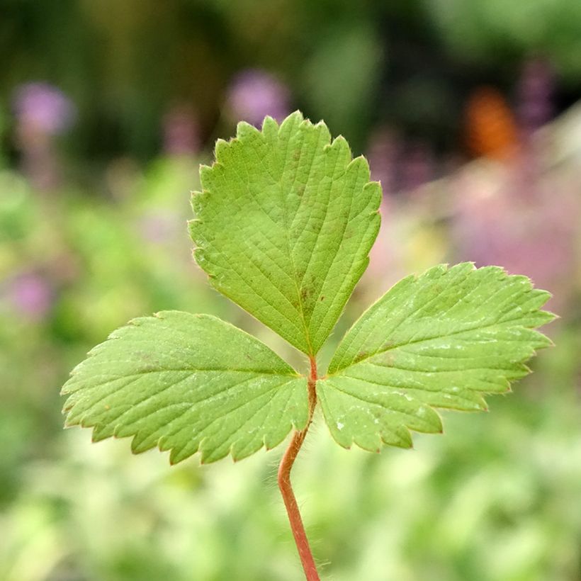 Fragola rifiorente Anaïs (in vasetto ø 7 cm) (Fogliame)