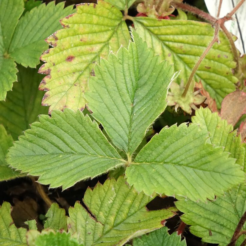 Fragola moscata (Fogliame)