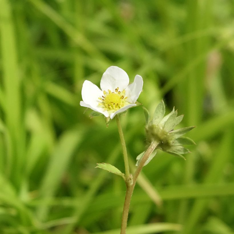 Fragola rifiorente Charlotte (Fioritura)