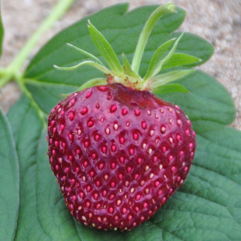 Fragola Cherry Berry (Raccolta)