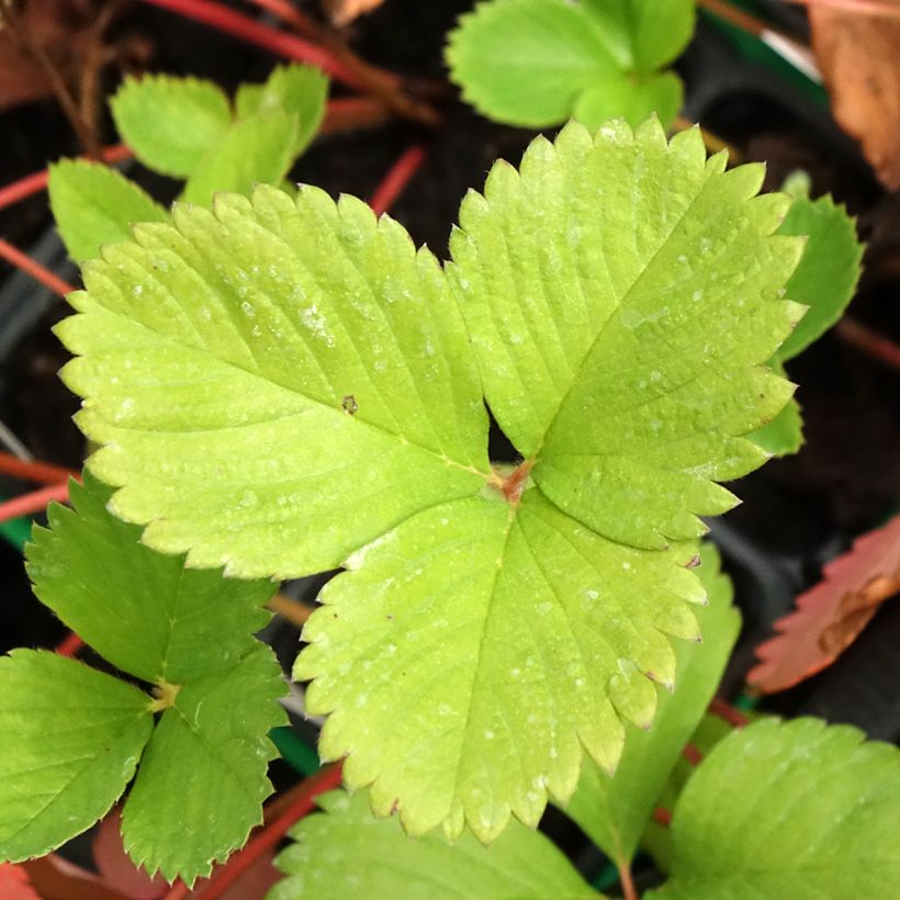 Fragola Ciflorette (Fogliame)