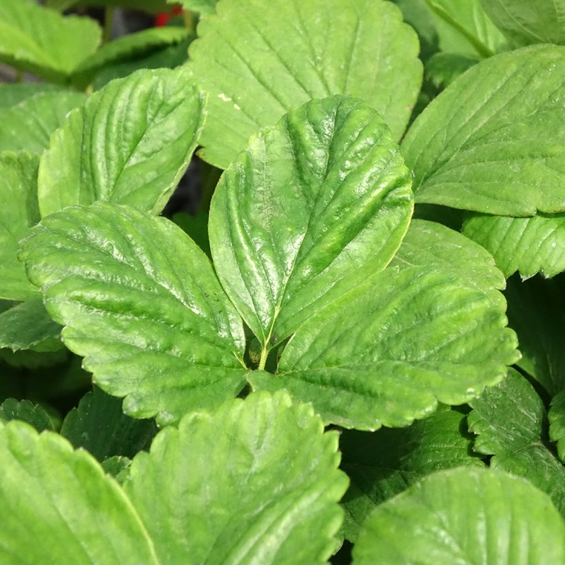 Fragola rifiorente Cijosée (Fogliame)