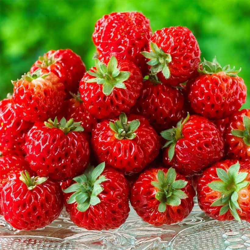 Fragola Framberry (Raccolta)