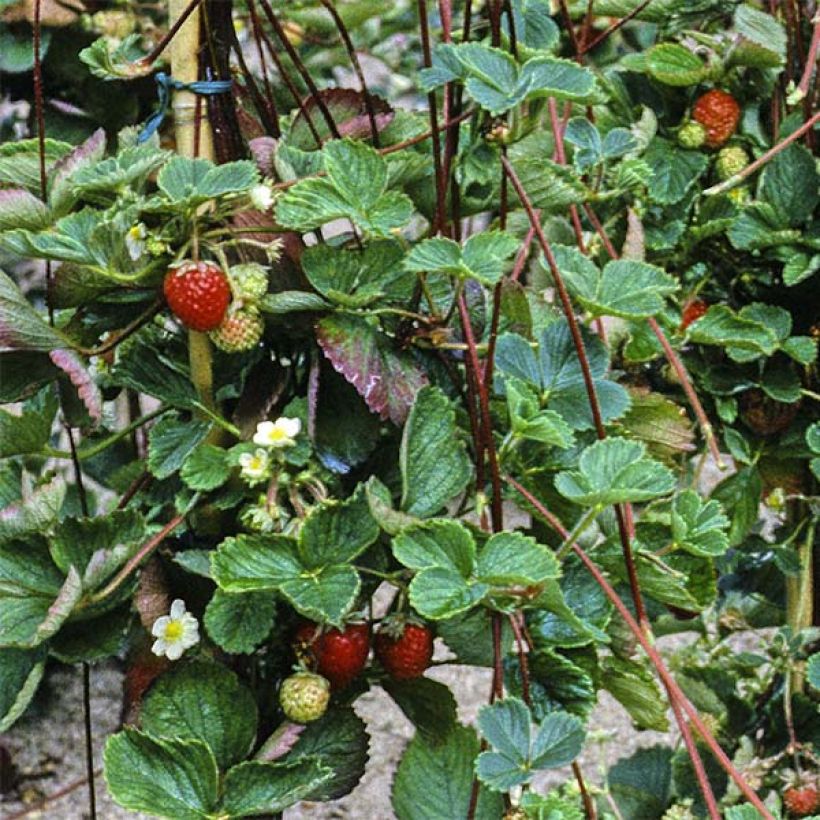 Fragola Mount Everest (Raccolta)