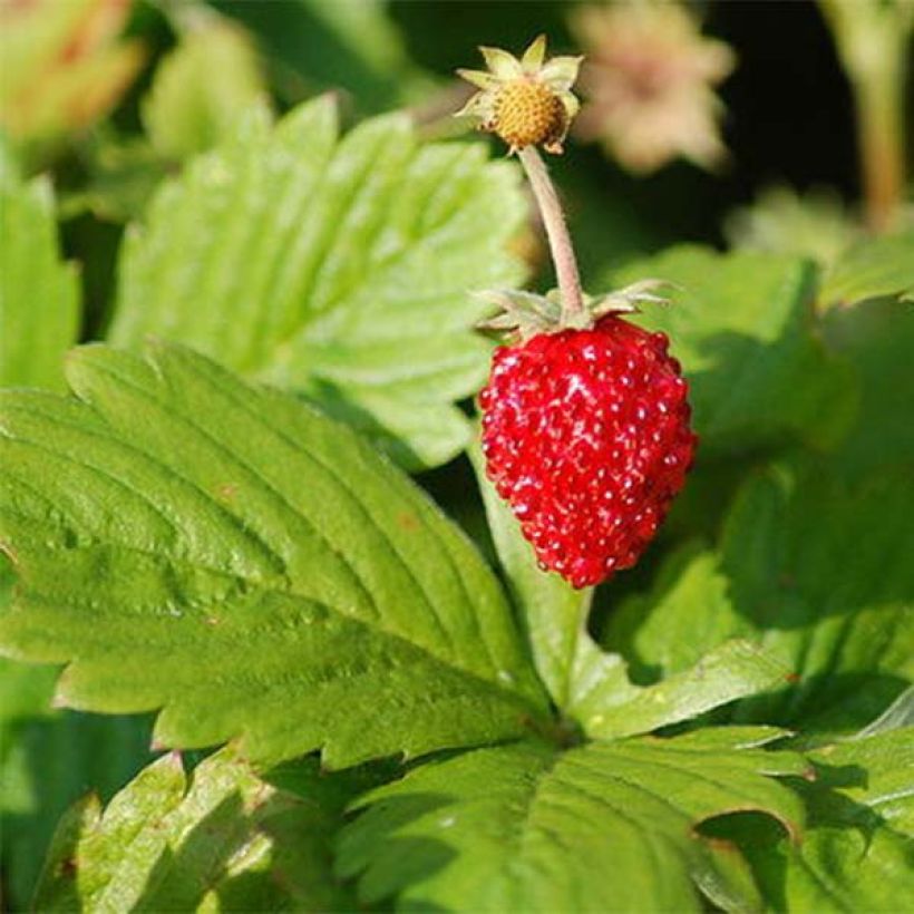 Fragola di bosco Reine des Vallées (Fogliame)