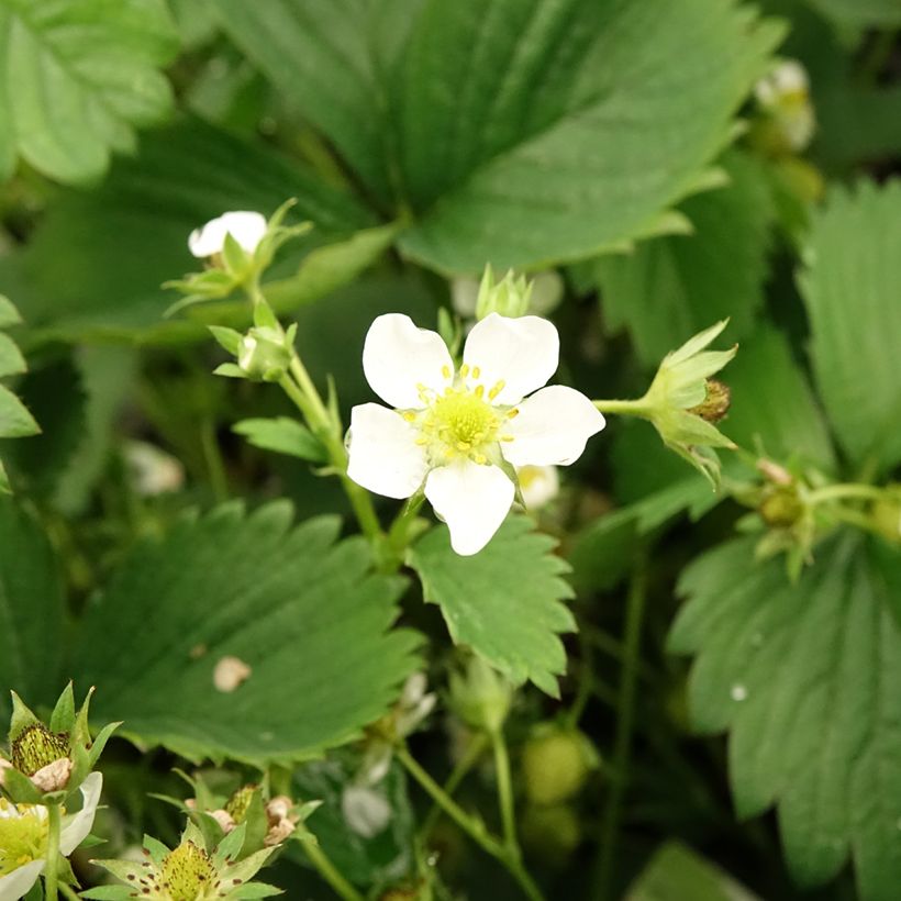 Fragola White Pineberry (Fioritura)