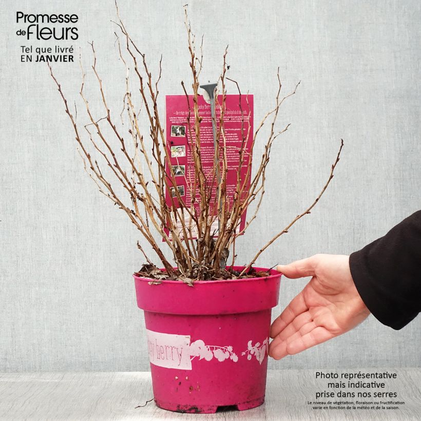 Framboisier nain remontant Lucky Berry - Rubus idaeus - Pot de 4L/5L esemplare consegnato in inverno