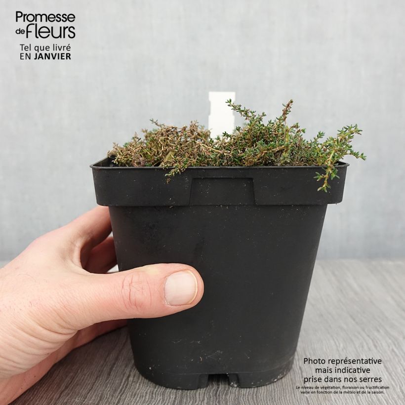 Frankenia laevis - Bruyère marine Pot de 2/3 L esemplare consegnato in inverno