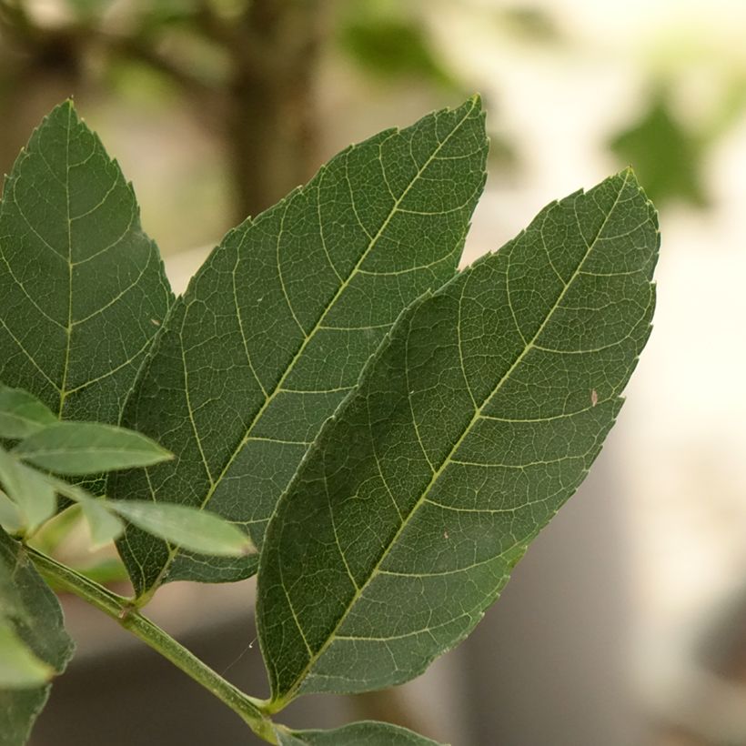 Fraxinus excelsior Abiona - Frassino maggiore (Fogliame)