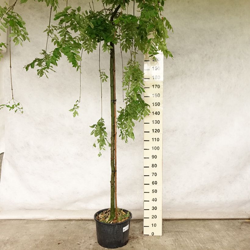 Esemplare di Fraxinus excelsior Pendula - Frêne pleureur Pot de 30L/35L consegnato in estate