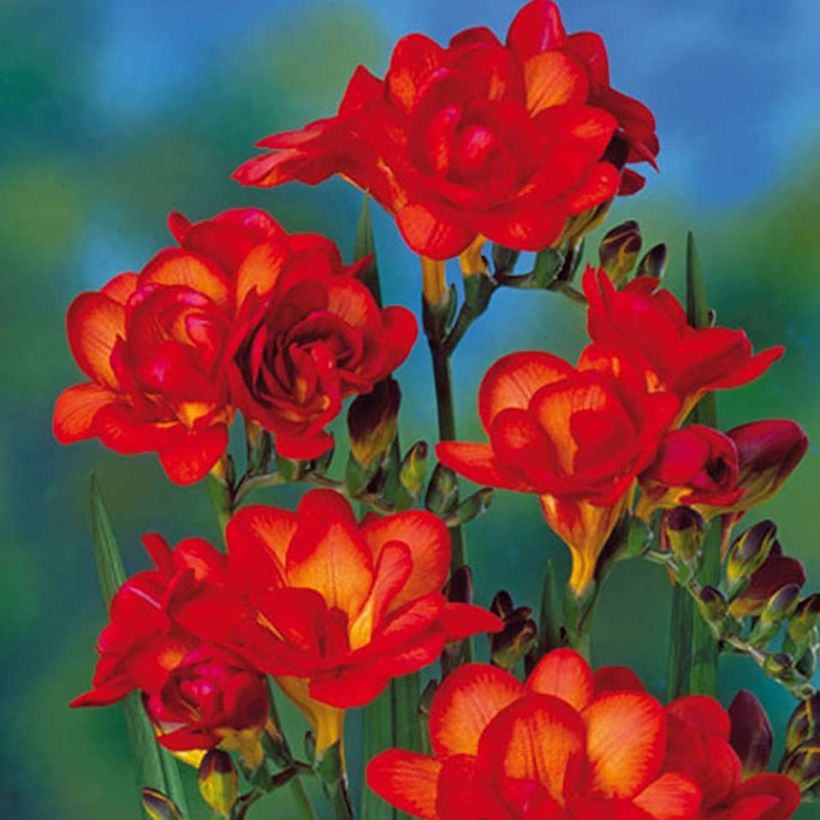 Freesia Double Orange (Fioritura)