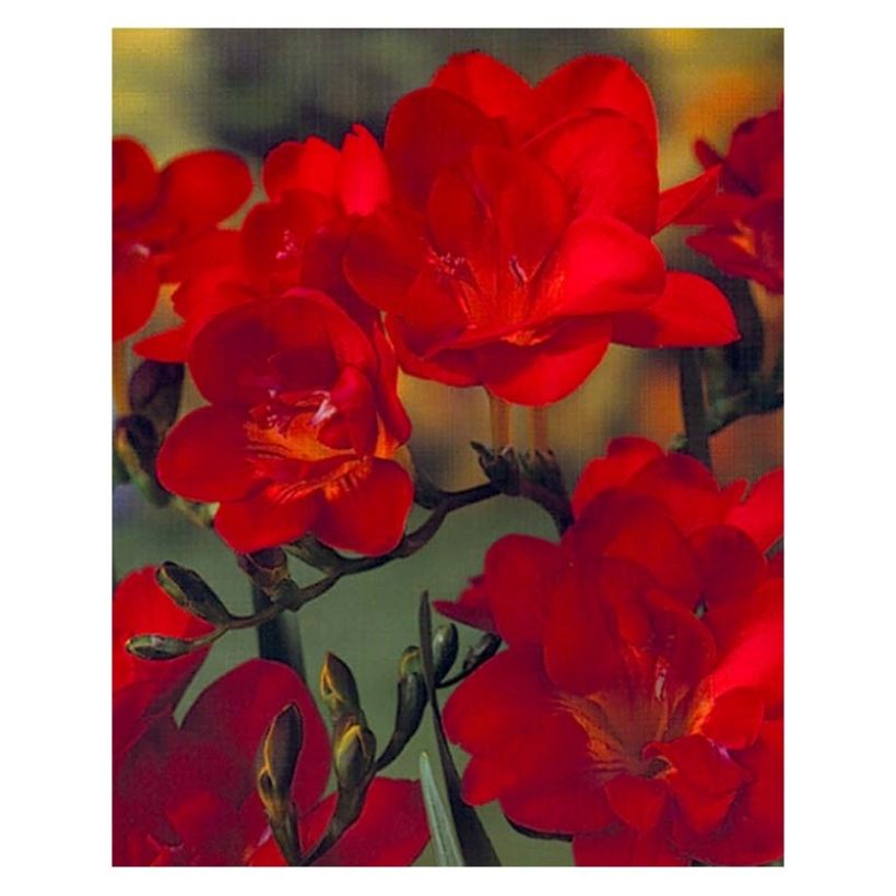 Freesia Double Red (Fioritura)