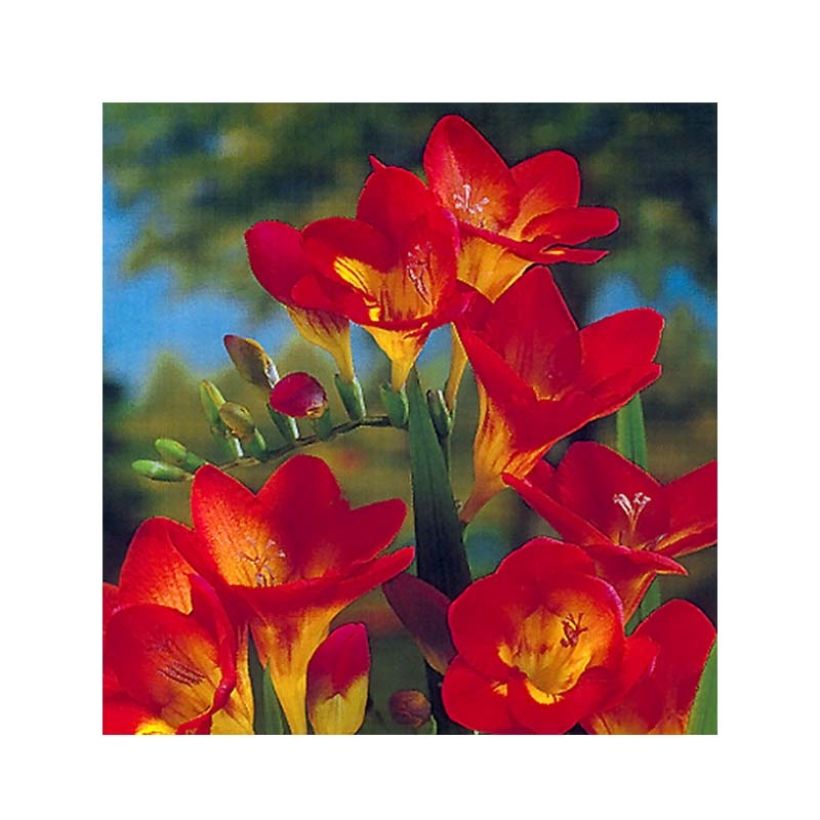 Freesia Simple Red (Fioritura)