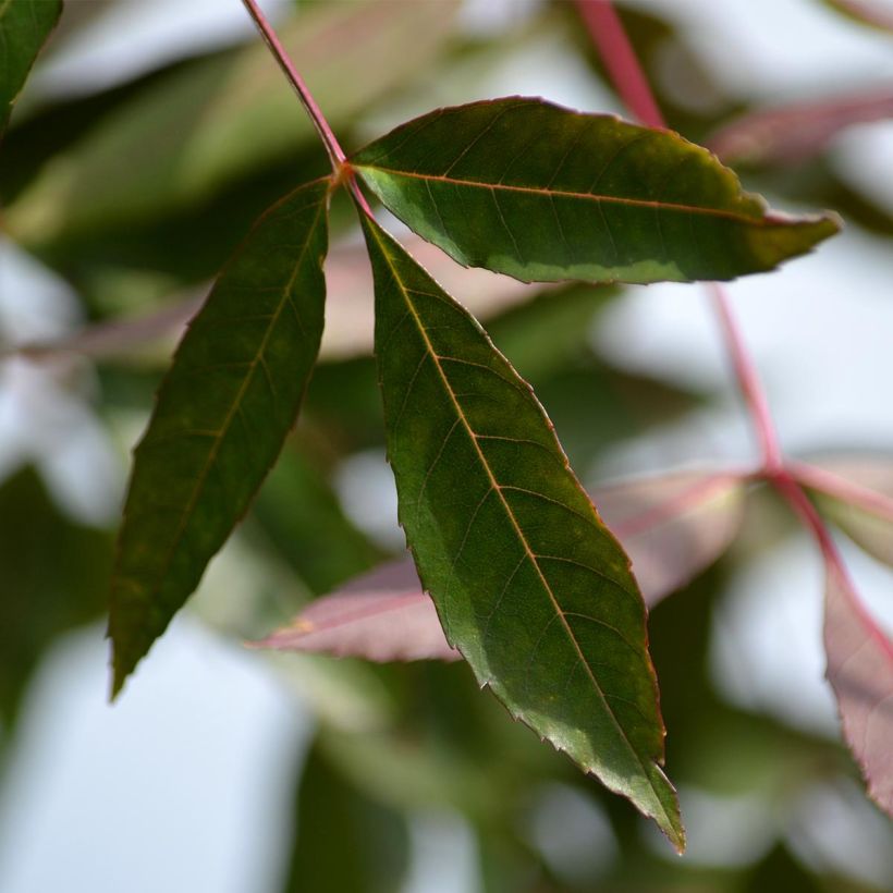 Fraxinus angustifolia Raywood (Fogliame)