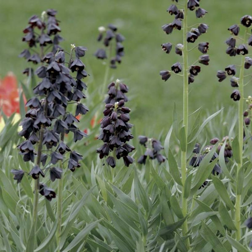 Fritillaria persica Adiyaman - Meleagride persiana (Porto)