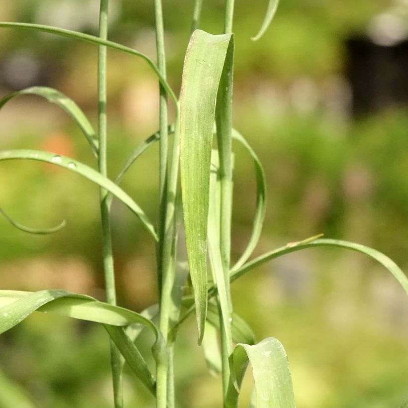 Fritillaria meleagris - Bossolo dei dadi (Fogliame)