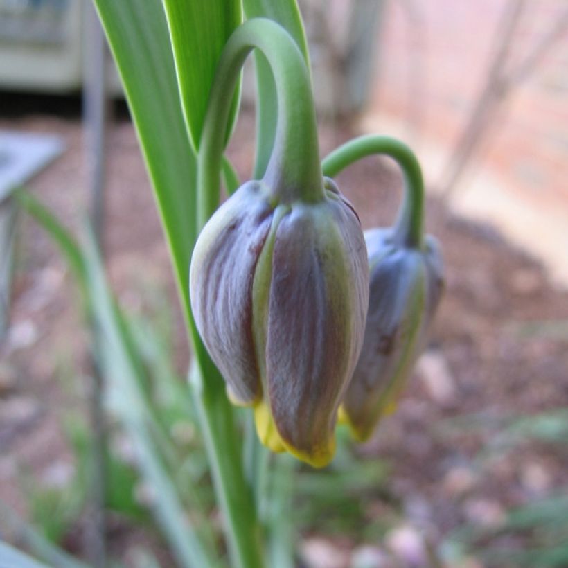 Fritillaria uva-vulpis (Fioritura)