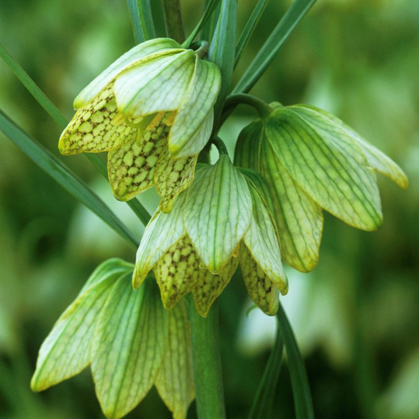 Fritillaria thunbergii (Fioritura)